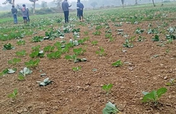 Miscreants damaged cauliflower garden of a Farmer in Ranir Bazar : FIR lodged against BJP leader Miscreants damaged cauliflower garden of a Farmer in Ranir Bazar : FIR lodged against BJP leader